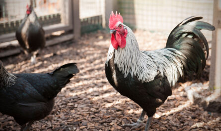 Norfolk Gray Chicken: Characteristics, Temperament, and Breed Information