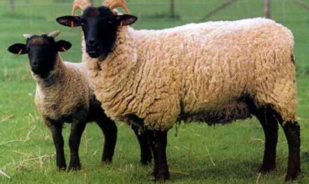 Norfolk Horned Sheep: Characteristics, Uses, and Breed Information