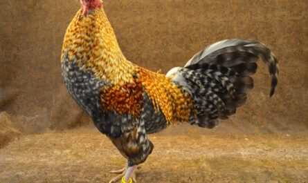 Old English Chicken Game: Features and Breed Information