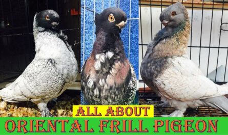 Oriental Pigeon: Characteristics, Uses, and Breed Information