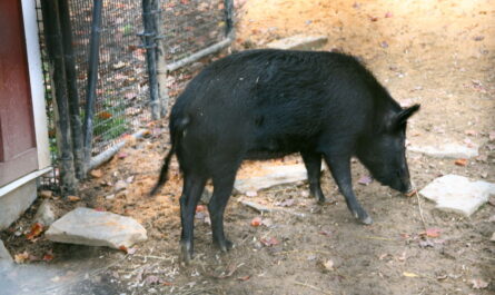 Ossabo Island Pig: Characteristics, Origin and Breed Information