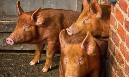 Pig Tamworth: characteristics, origin and information about the breed