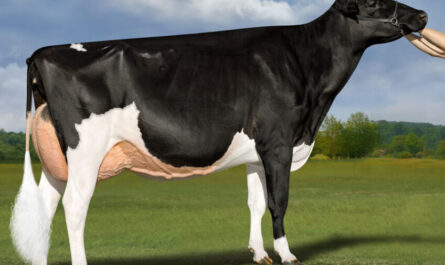 Podolsky Cattle: Characteristics, Uses, and Complete Breed Information