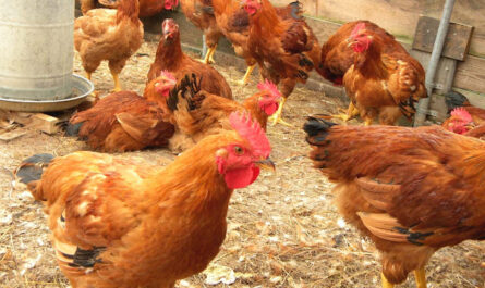 Poultry Farming for Beginners: A Guide to Starting a Poultry Farm