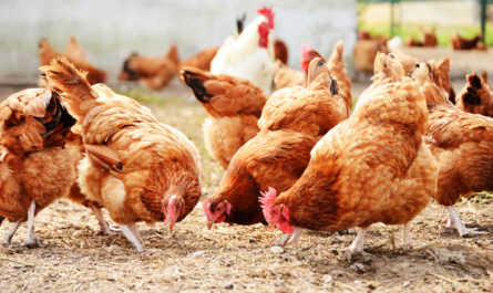 Poultry Farming in Nigeria: A Beginner's Guide to Getting Started