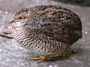 Raising Quail in Kenya: A Beginner's Guide to a Profitable Business