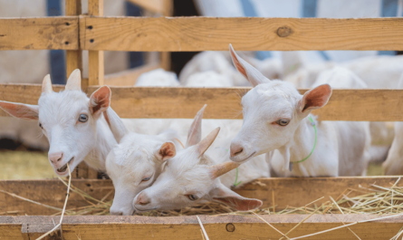 Sardinian goat breeding: a start-up business plan for beginners