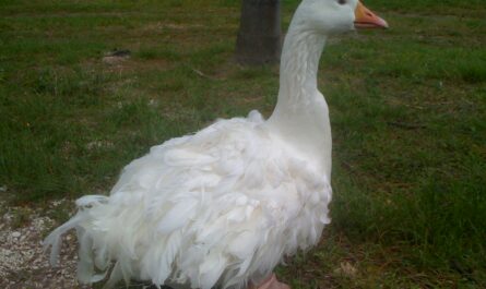 Sevastopol goose: characteristics, origin and information about the breed