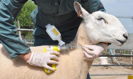 Sheep Vaccination Schedule: When and How to Vaccinate Sheep