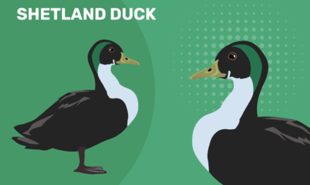 Shetland Duck: Characteristics, Origins, Uses, and Complete Breed Information