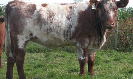 Shorthorn Cattle: Characteristics, Uses, and Full Breed Information