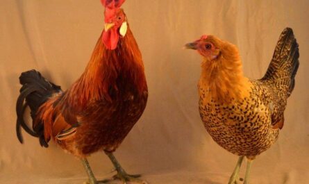 Sicilian Buttercup Chicken: Characteristics, Temperament, and Breed Information