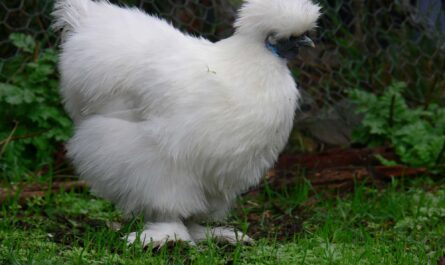 Silky Chicken: Traits, Temperament, and Breed Information