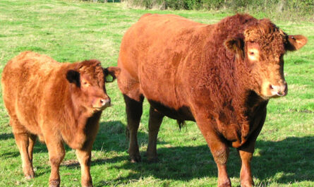 South Devon Cattle: Characteristics, Uses and Complete Breed Information