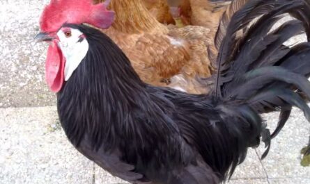 Spanish black chicken with a white muzzle: characteristics and information about the breed