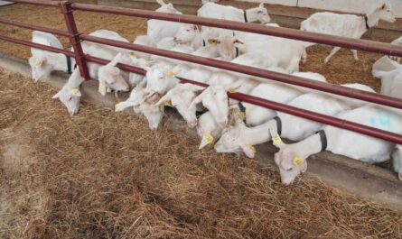 Stall Feeding System: A Guide to Feeding Goats in a Stall Feeding System