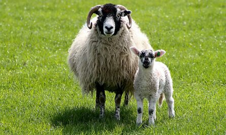 Swaledale Sheep: Characteristics, Origins, Uses, and Breed Information