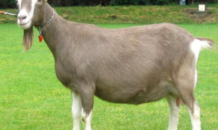 Toggenburg Goat: Characteristics, Origins, Uses, and Complete Breed Information