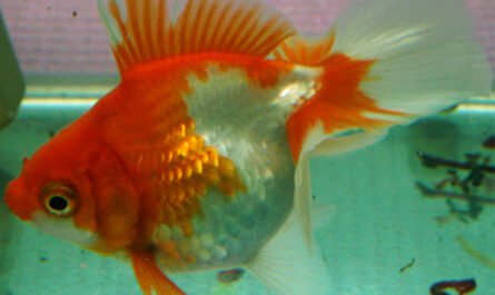 Tosakin goldfish: characteristics, feeding, breeding and use
