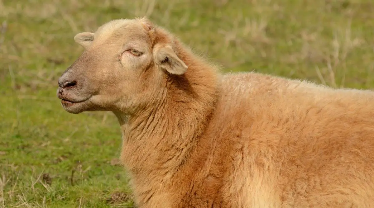 Tunisian sheep: characteristics, origin, use and breed information