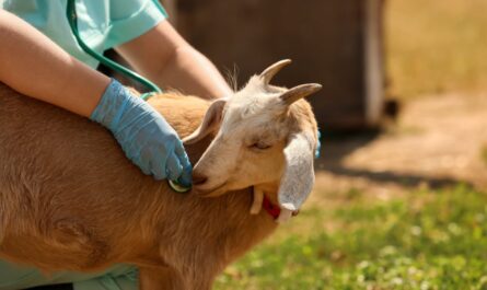 Upper Respiratory Tract Infections in Goats: Signs and Symptoms
