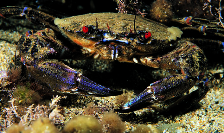 Velvet Crab: Features, Uses, and Full Information