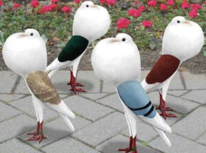 Voorburg Shield Pigeon: Characteristics, Uses, and Origins