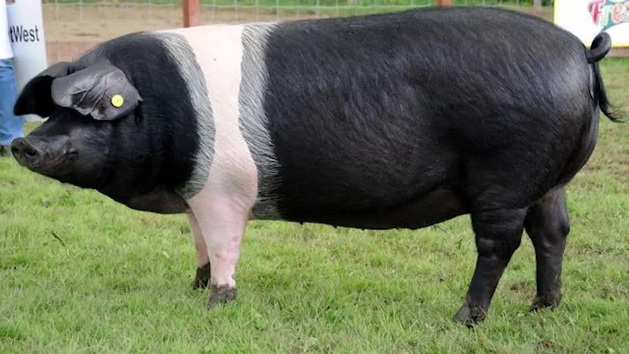 Wessex Saddletail Pig: Breed Characteristics and Information