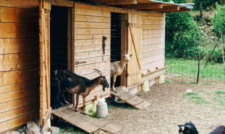 What type of shelter do goats need: the type of shelter for your goat farm