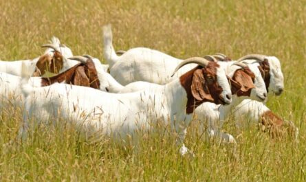 Which Goat Breeds Eat the Most Weeds: Goat Breeds for Weed Control