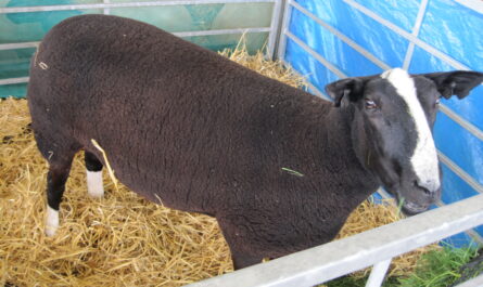 Zwartbles Sheep: Characteristics, Origins, Uses, and Breed Information
