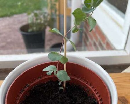 Eukalyptuksen kasvattaminen: Eukalyptuksen kasvattaminen aloittelijoille -