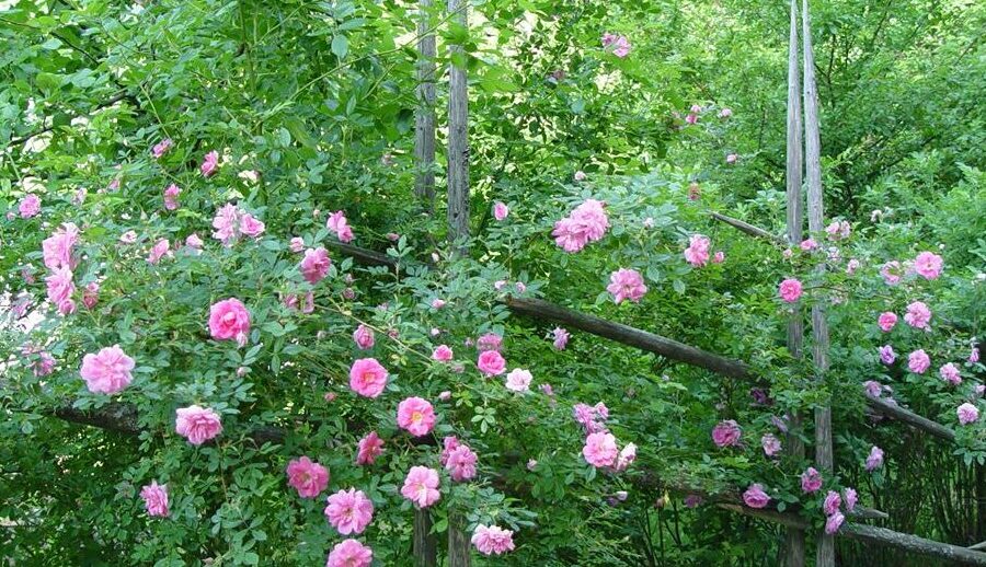 Ruusujen kasvatus: kaupallinen ruusukasvatus aloittelijoille –