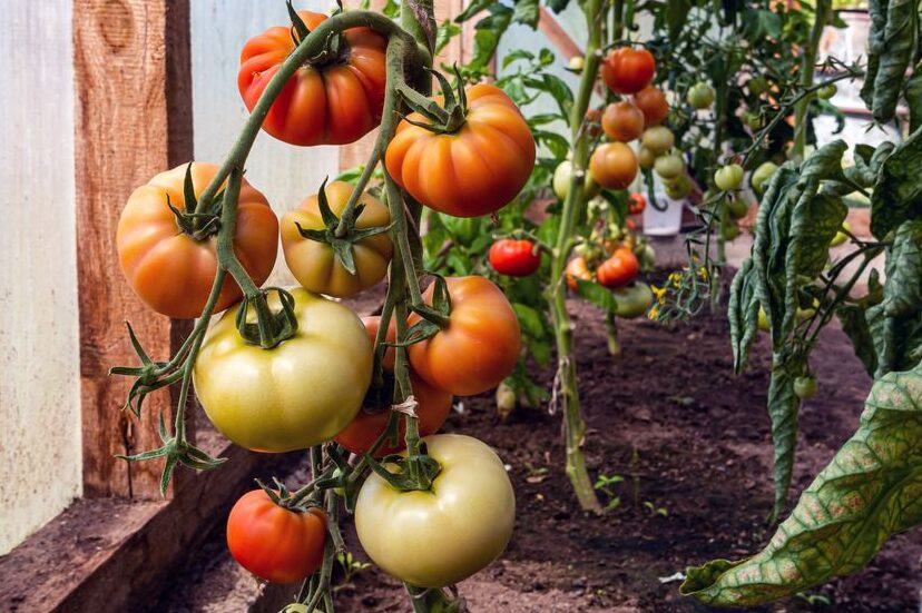 Tomaattien kasvatus: kaupallinen tomaattikasvatus aloittelijoille -