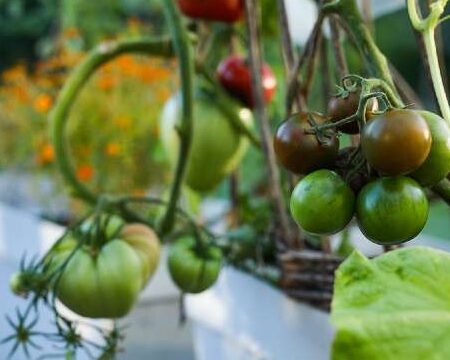 Tomaattien kasvatus: luomutomaattien kasvattaminen kotipuutarhassasi -