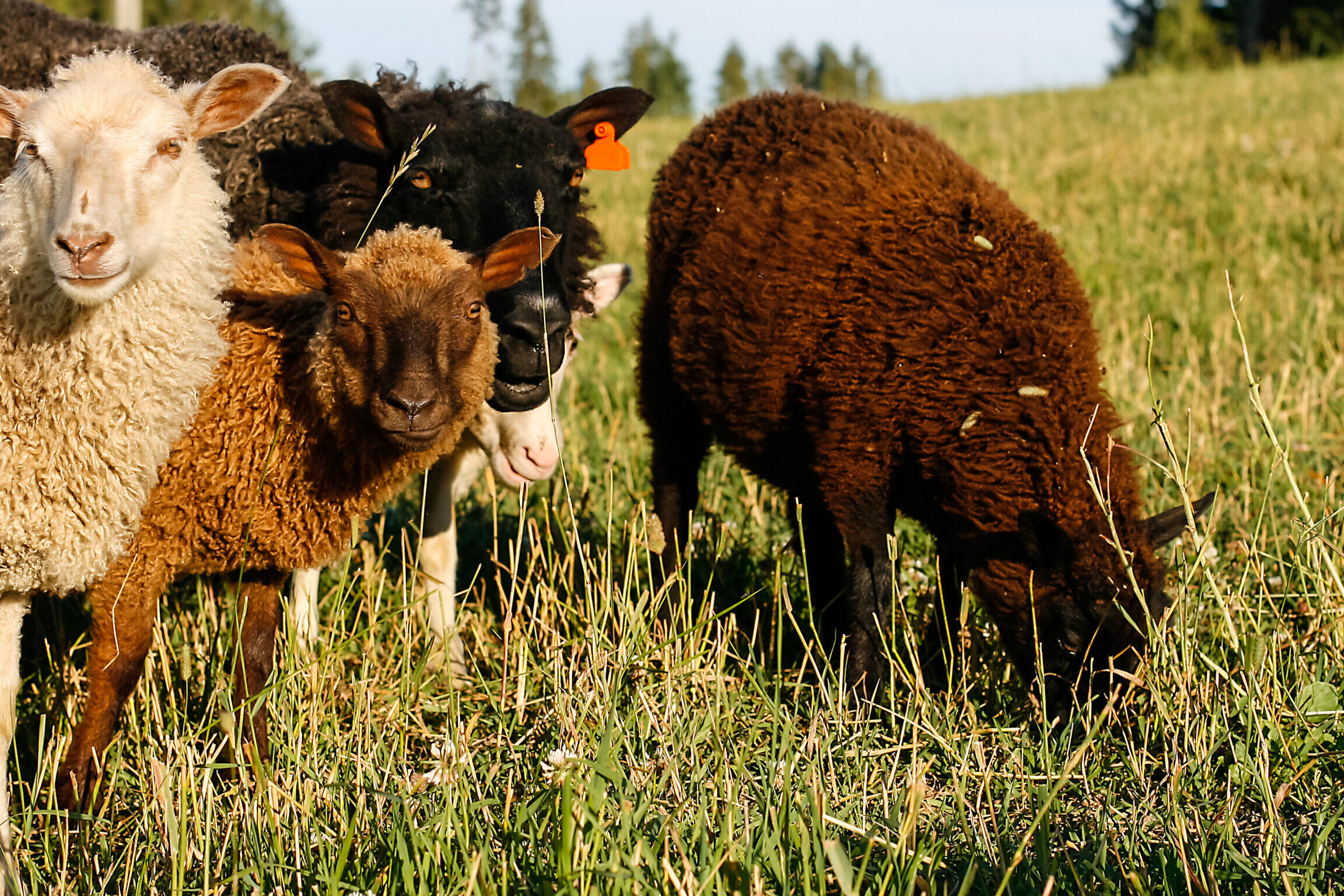 Länsipunaiset lampaat: ominaisuudet ja rotutiedot –