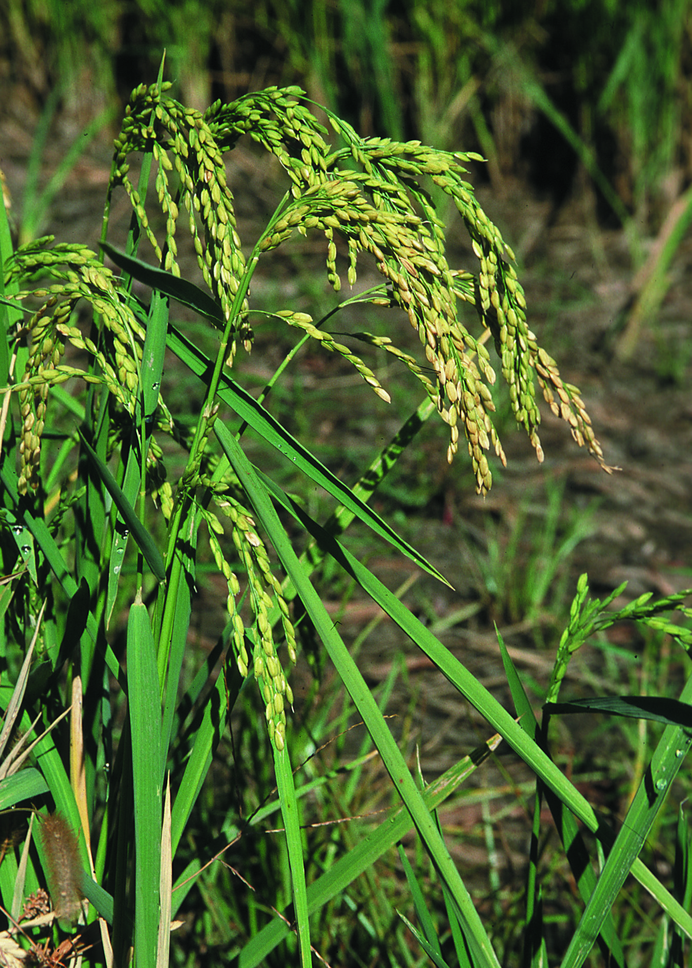 Riisin kasvatus: riisin kasvattaminen (aloitusopas) -