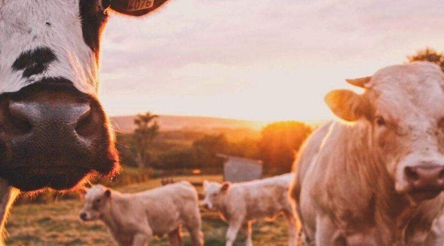 50 legjobb állattenyésztési és állattenyésztési ötlet 2021-re –