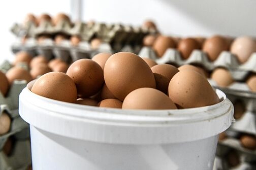 A 10 legjobb marketingötlet a baromfi és a tojás gyors értékesítéséhez -