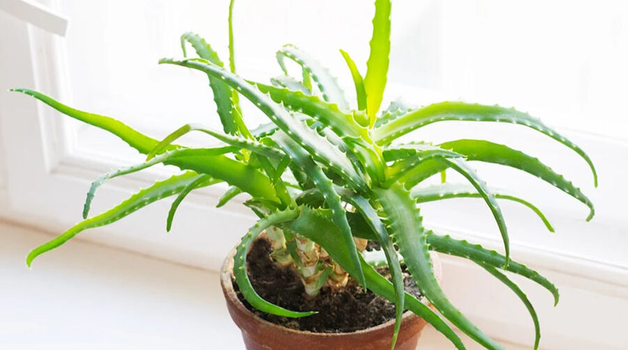 Aloe Vera termesztése: Útmutató kezdőknek –