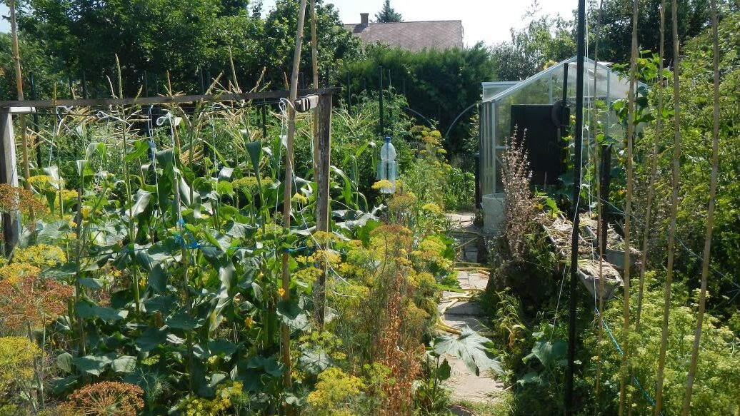 bio fehérrépa termesztése az otthoni kertben –
