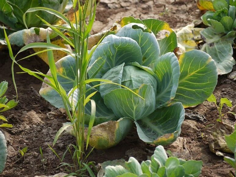 bio káposzta termesztése az otthoni kertben –