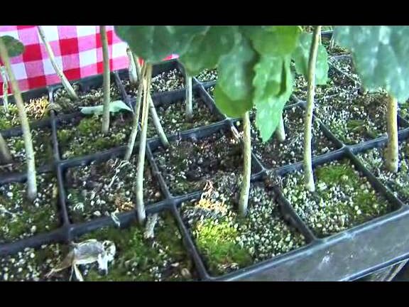 bioburgonya termesztése az otthoni kertben -
