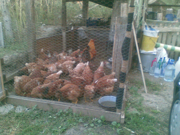 Eladó csirkefarm vásárlása 10 tényező, amelyet figyelembe kell venni -