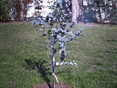 Eukaliptusz termesztése: Eukaliptusz termesztése kezdőknek –