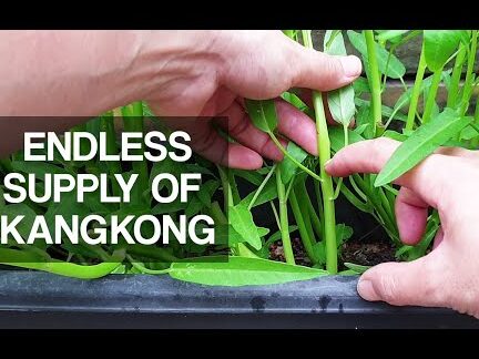 hogyan termesszen kangkongot az otthoni kertjében –
