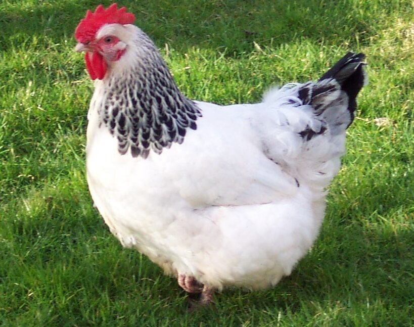 Rhode Island fehér csirke: jellemzők és fajtainformációk –