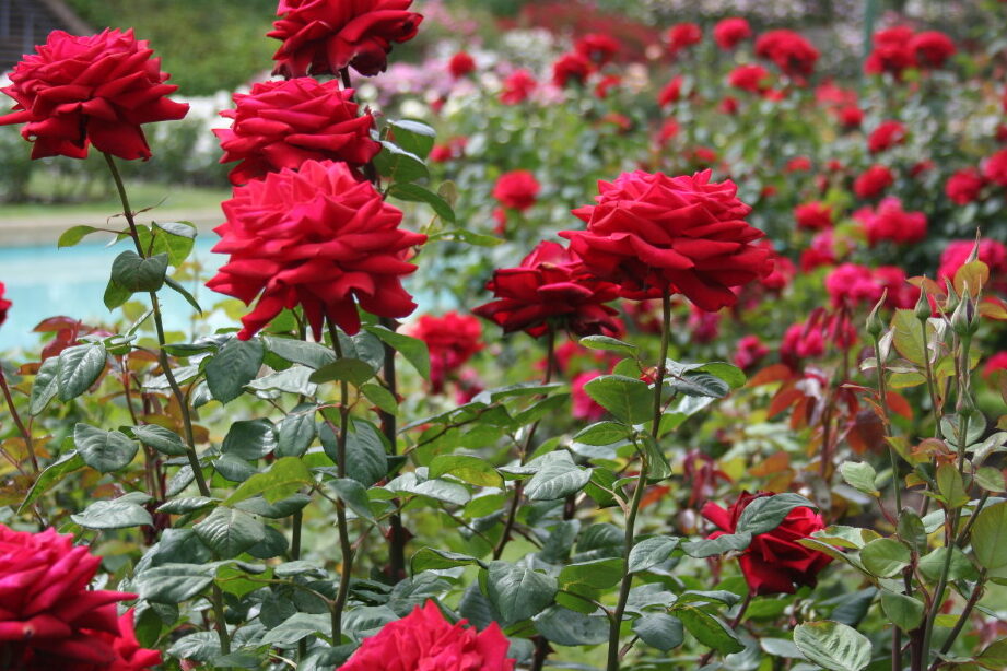 Rózsatermesztés: Kereskedelmi rózsatermesztés kezdőknek –