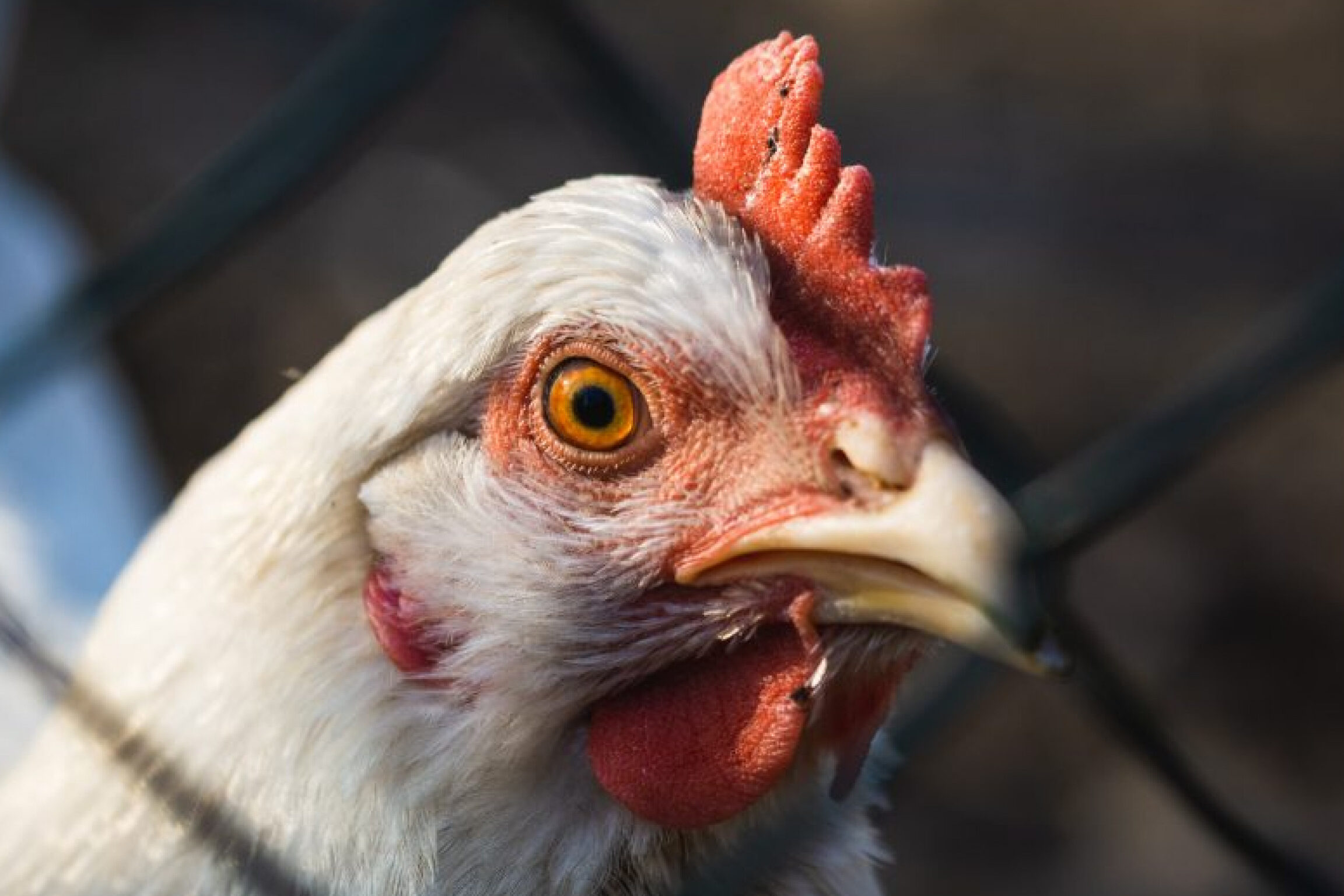 7 egyszerű lépés a lisztféreg felneveléséhez a csirkék számára -