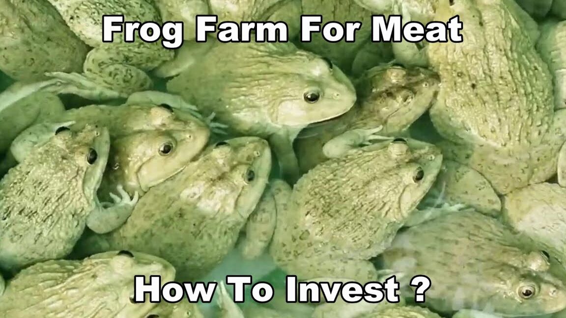 Bull Frog Farm üzleti terv sablon elindítása -